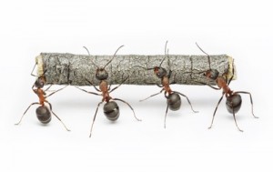 Image of Team of Ants