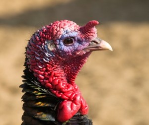 Wild Turkey - Happy Thanksgiving 2011!